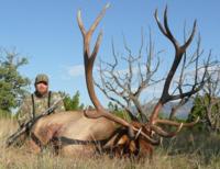 Southern New Mexico Elk