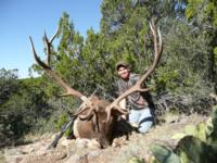 Southern New Mexico Elk