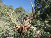 Southern New Mexico Elk