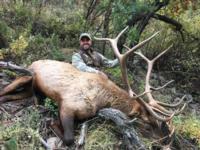 Southern New Mexico Elk