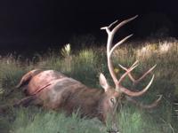 Trophy New Mexico Elk | Unit 34