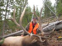 Wyoming Elk | Big Horn Mountains - Area 38 & 39