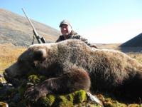 Brooks Range AK Grizzly Bear