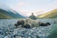 Brooks Range AK Grizzly Bear