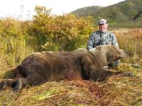 Alaskan Peninsula Brown Bear