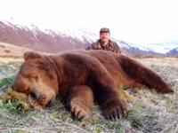 Alaskan Peninsula Brown Bear