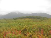 Alaskan Peninsula Brown Bear