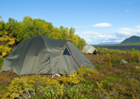 Alaskan Peninsula Brown Bear