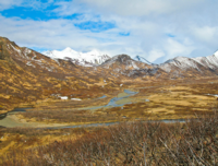 Alaskan Peninsula Brown Bear