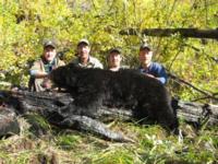 British Columbia Grizzly Bear