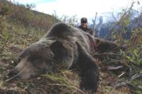 British Columbia Grizzly Bear