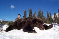 British Columbia Grizzly Bear