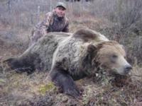 British Columbia Grizzly Bear