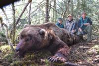 Coastal Alaskan Brown Bear