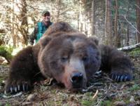 Coastal Alaskan Brown Bear