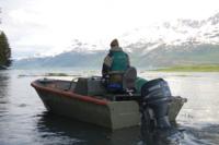 Coastal Alaskan Brown Bear