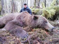 Coastal Alaskan Brown Bear