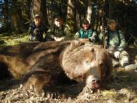 Coastal Alaskan Brown Bear