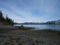 Coastal Alaskan Brown Bear