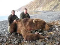 Kodiak Brown Bear