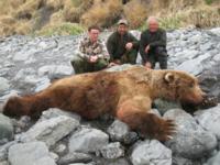 Kodiak Brown Bear