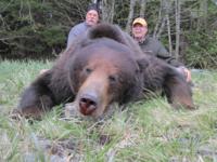 Southeastern Alaska Brown Bear