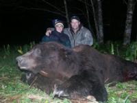 Southeastern Alaska Brown Bear