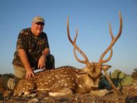 Free Range Axis Deer | Texas Exotics