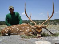 Free Range Axis Deer | Texas Exotics