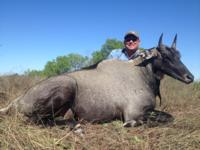 Free Range Axis Deer | Texas Exotics