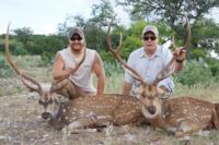 Free Range Axis Deer | Texas Exotics