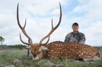 Free Range Axis Deer | Texas Exotics