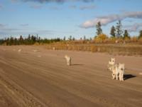 Manitoba Caribou & Wolf