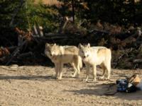 Manitoba Caribou & Wolf