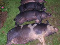 South Carolina Lowcountry Hogs