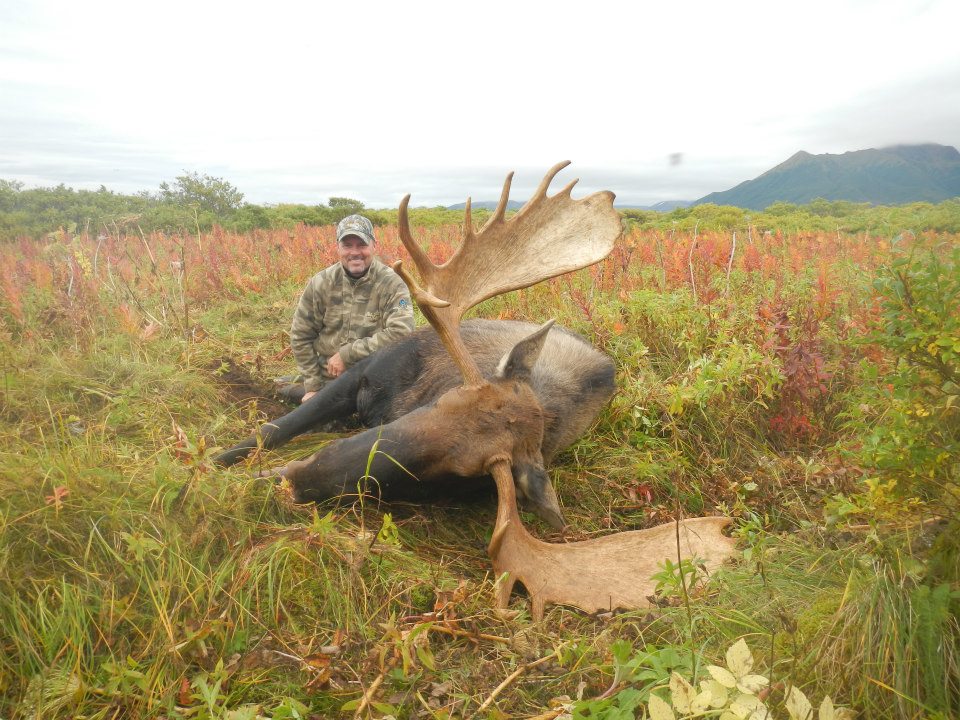 Alaskan Peninsula Moose