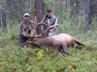 British Columbia Moose