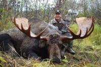 Yukon Moose