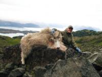 Alaskan Mountain Goat