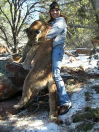 Utah and Colorado Cougar