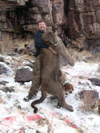 Utah and Colorado Cougar