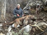 Utah and Colorado Cougar