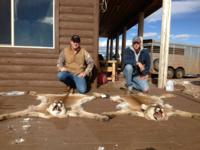 Utah and Colorado Cougar