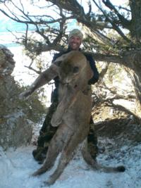 Utah and Colorado Cougar