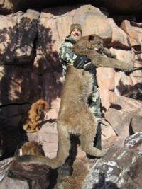 Utah and Colorado Cougar