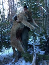 Utah and Colorado Cougar