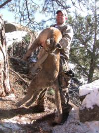 Utah and Colorado Cougar