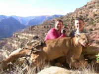 Utah and Colorado Cougar