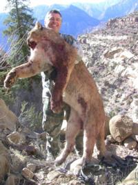 Utah and Colorado Cougar