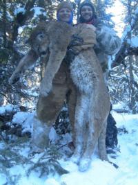 Utah and Colorado Cougar